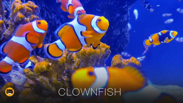 CAT GAMES - Clownfish. Fish Video for...