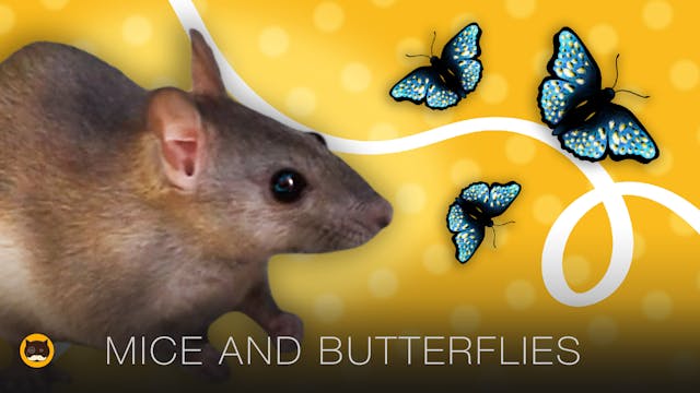 CAT GAMES - Mice and Butterflies. Vid...