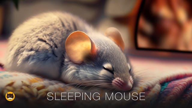 CAT TV - Cozy Mouse Sleeping by the F...