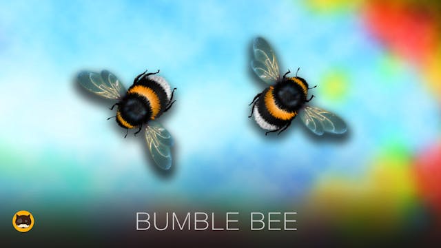 CAT GAMES - Bumble Bee. Insects Video...