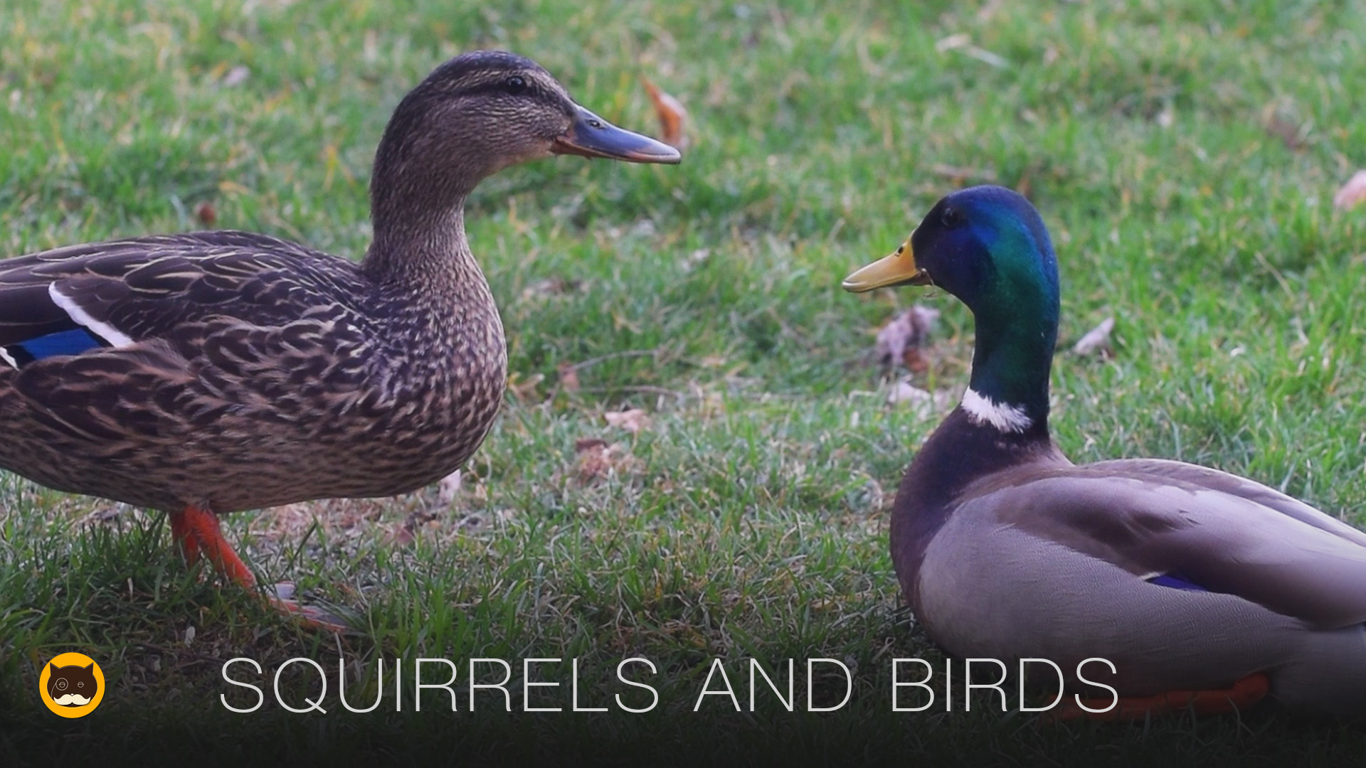 Squirrels and Birds - Video for Cats