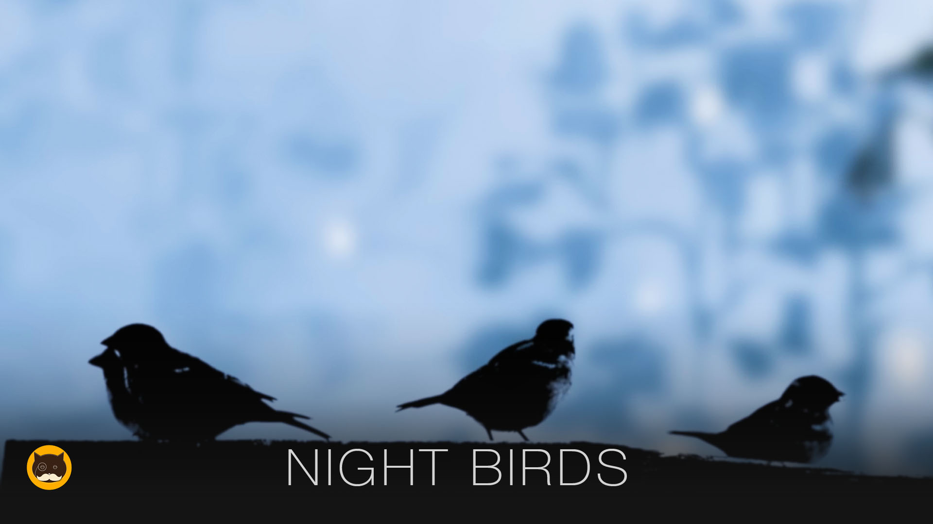 Movie for Cats - Night Birds