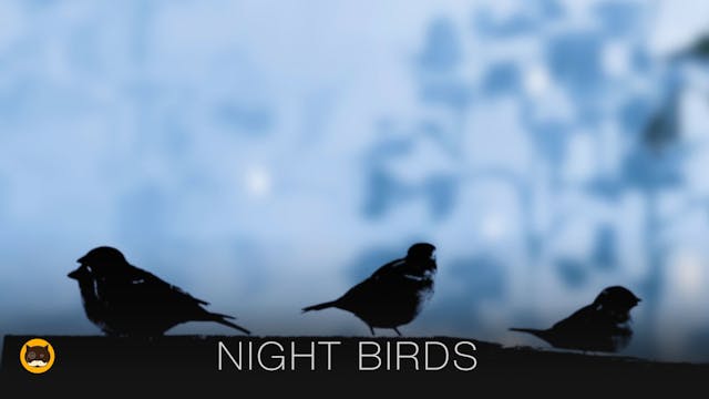 Movie for Cats - Night Birds