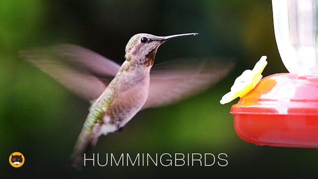 Bird Video for Cats - Hummingbirds. CAT GAMES & CAT TV