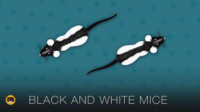 Cat Games - Black and White Mice. Mou...