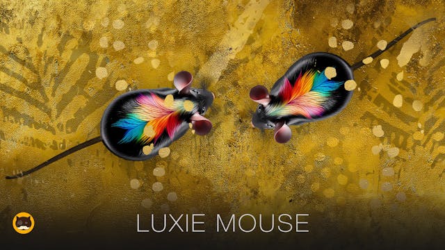 CAT GAMES - Luxie Mouse. Video for Ca...