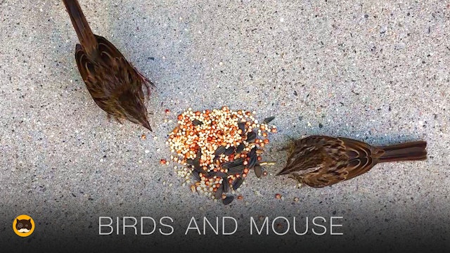Videos for Cats - Birds and Mouse