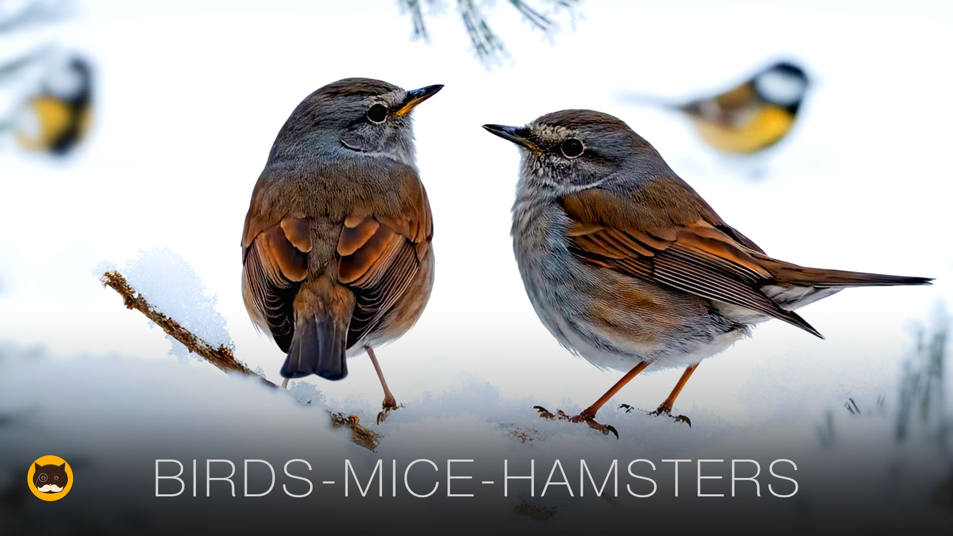 CAT GAMES - Winter Wildlife: Birds, Mice, Chipmunks, Squirrels, Hamsters. CAT TV