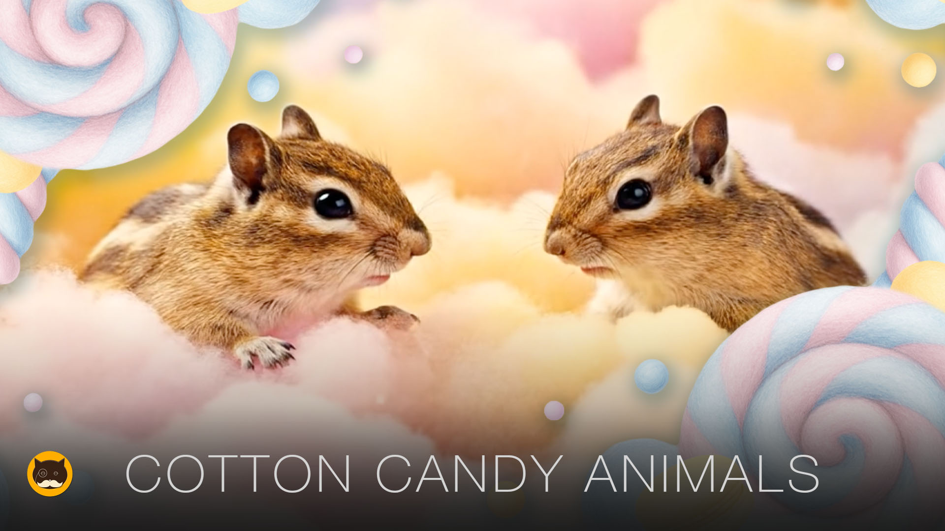 CAT GAMES - Cotton Candy Animals. CAT TV - Mice, Rats, Squirrels, Chipmunks