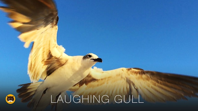 TV for Cats - Laughing Gull