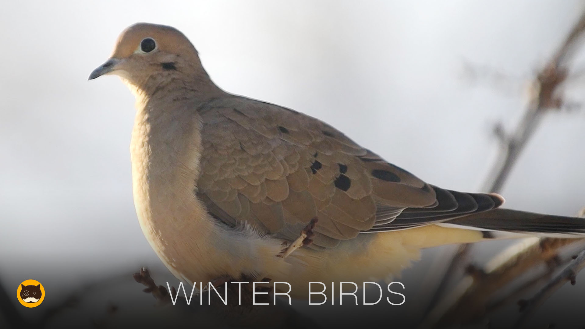 Video for Cats - Winter Birds