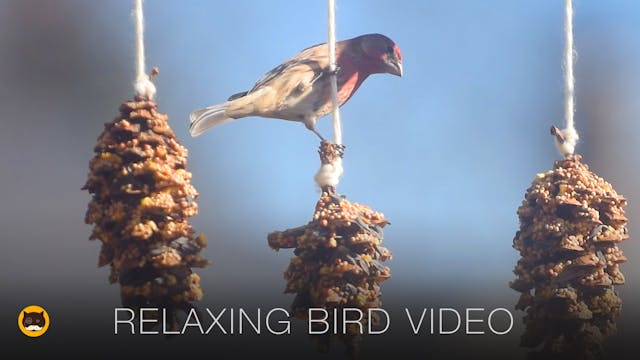 CAT TV - Relaxing Bird Video