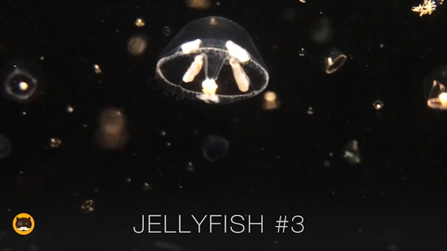 Video for Cats to Watch - Jellyfish #3
