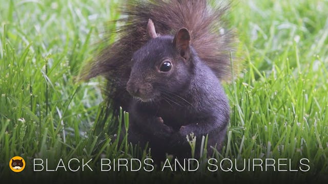 Cat TV - Black Birds and Squirrels