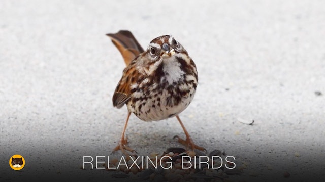 Relaxing Bird Video for Cats  to Watch