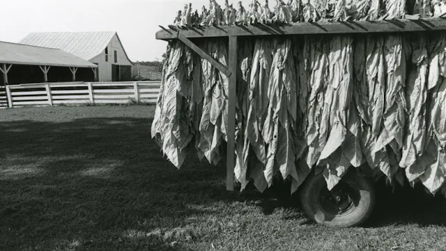 Episode 3. The Burley Tobacco Program