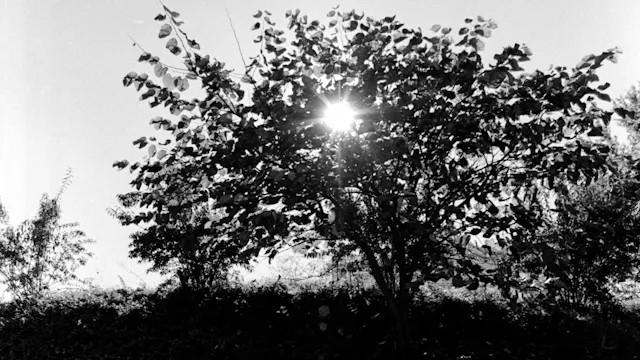 Episode 5.  A Little Light