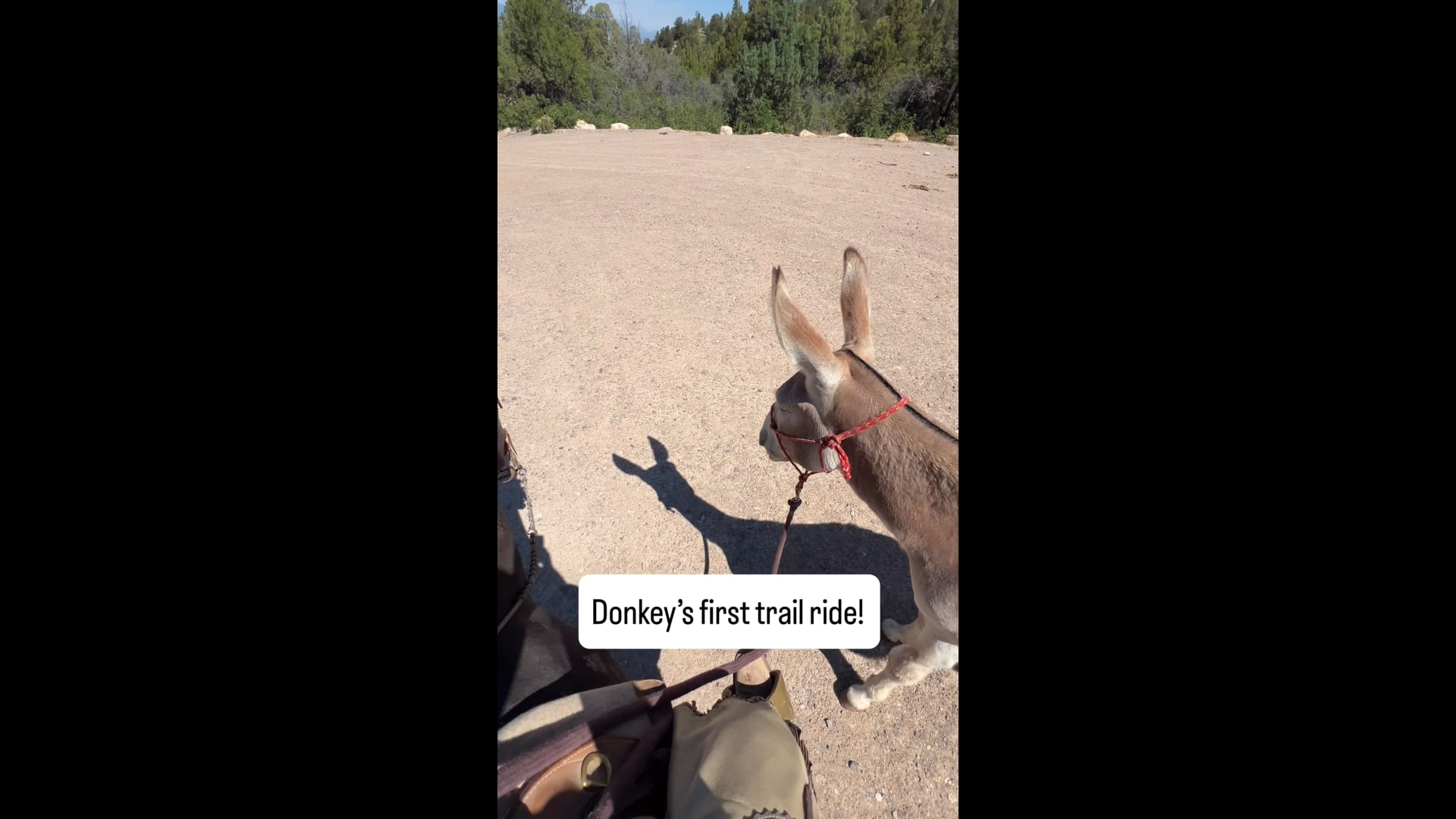 Donkey Learns to Cross Water
