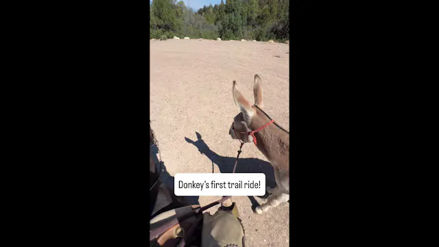 Donkey Learns to Cross Water