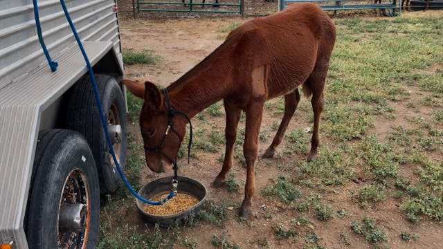 Catching and Graining Weanlings