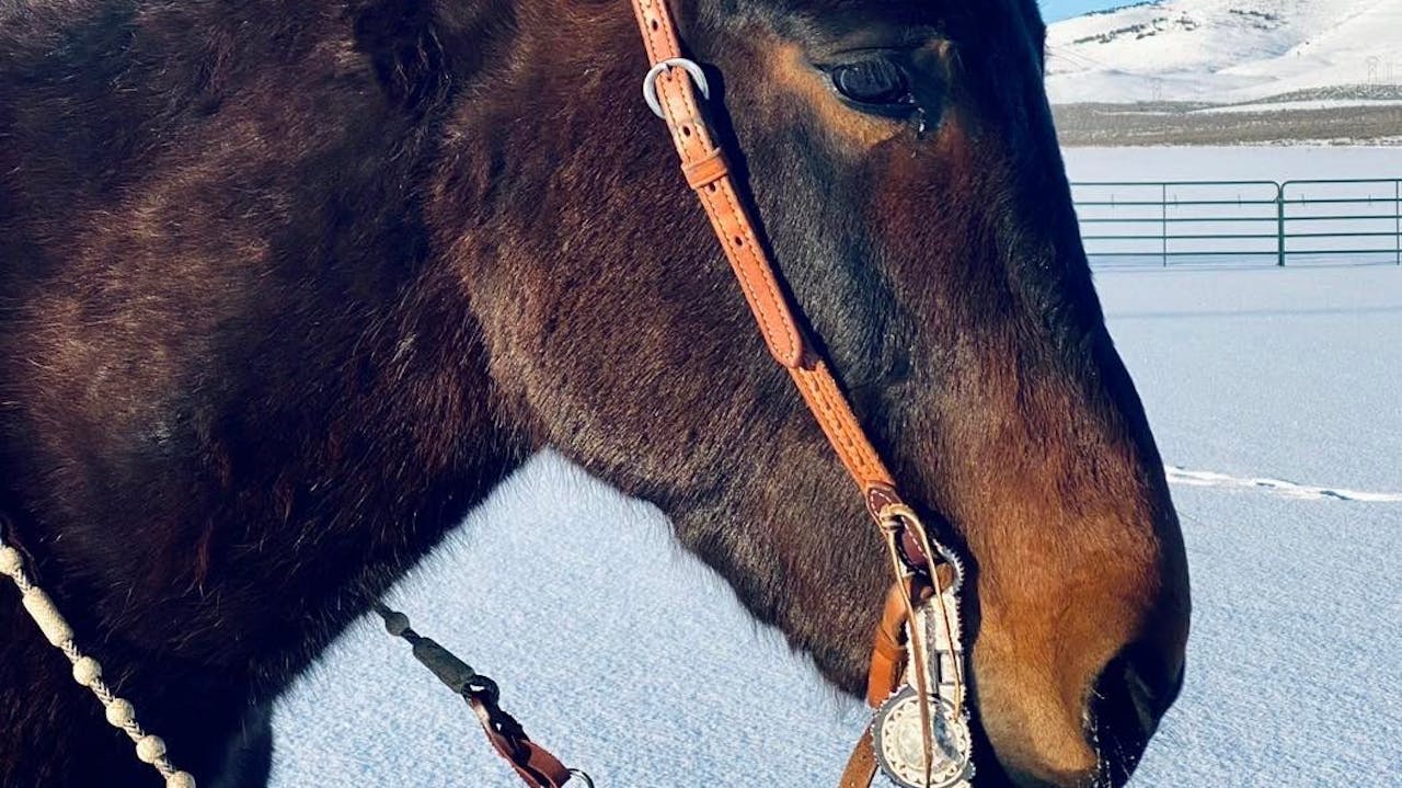 Making Bridle Mules W/Jerry Tindell VIRTUAL CLINIC