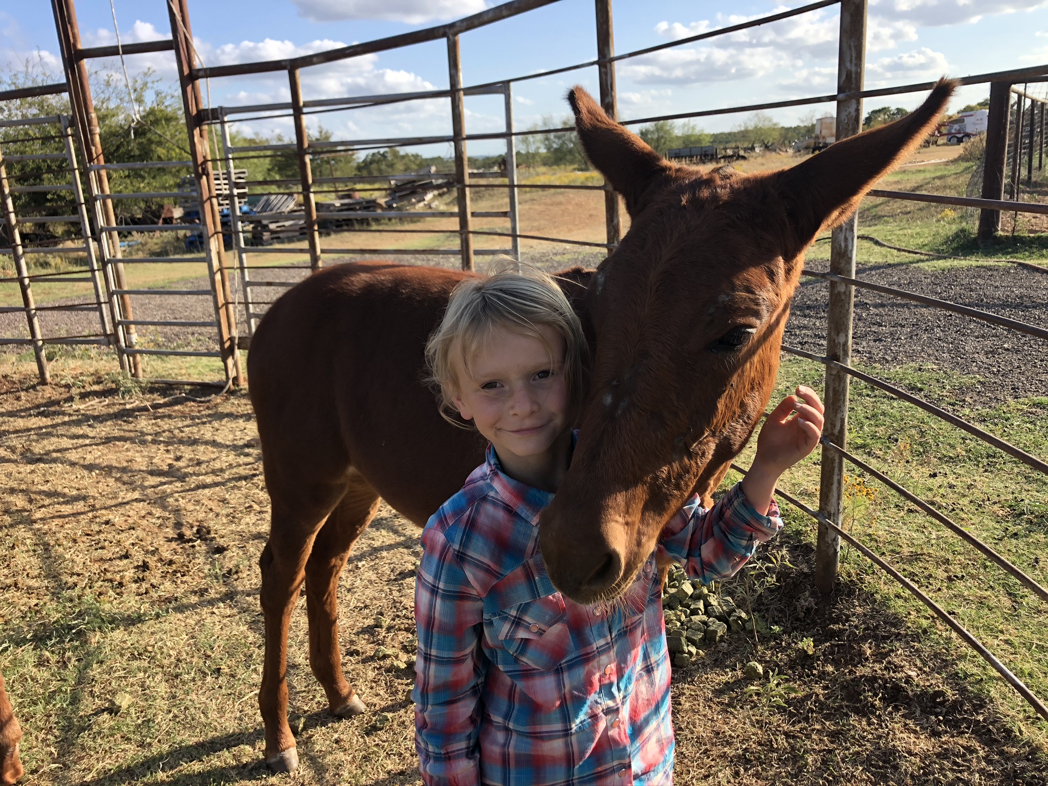 Youngsters- Weanlings & Yearlings