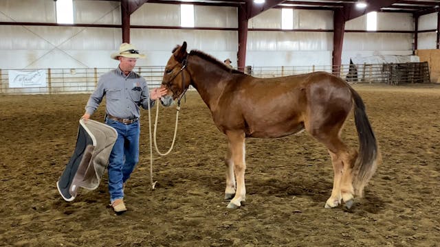 Ty Works To Get A Saddle Pad On A Mul...