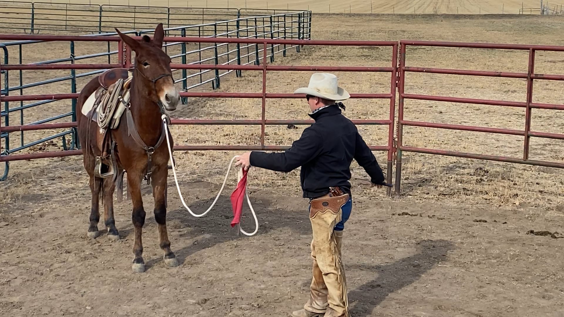 The First Ride on the Mule “Salsa”