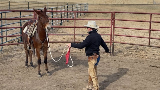 The First Ride on the Mule “Salsa”