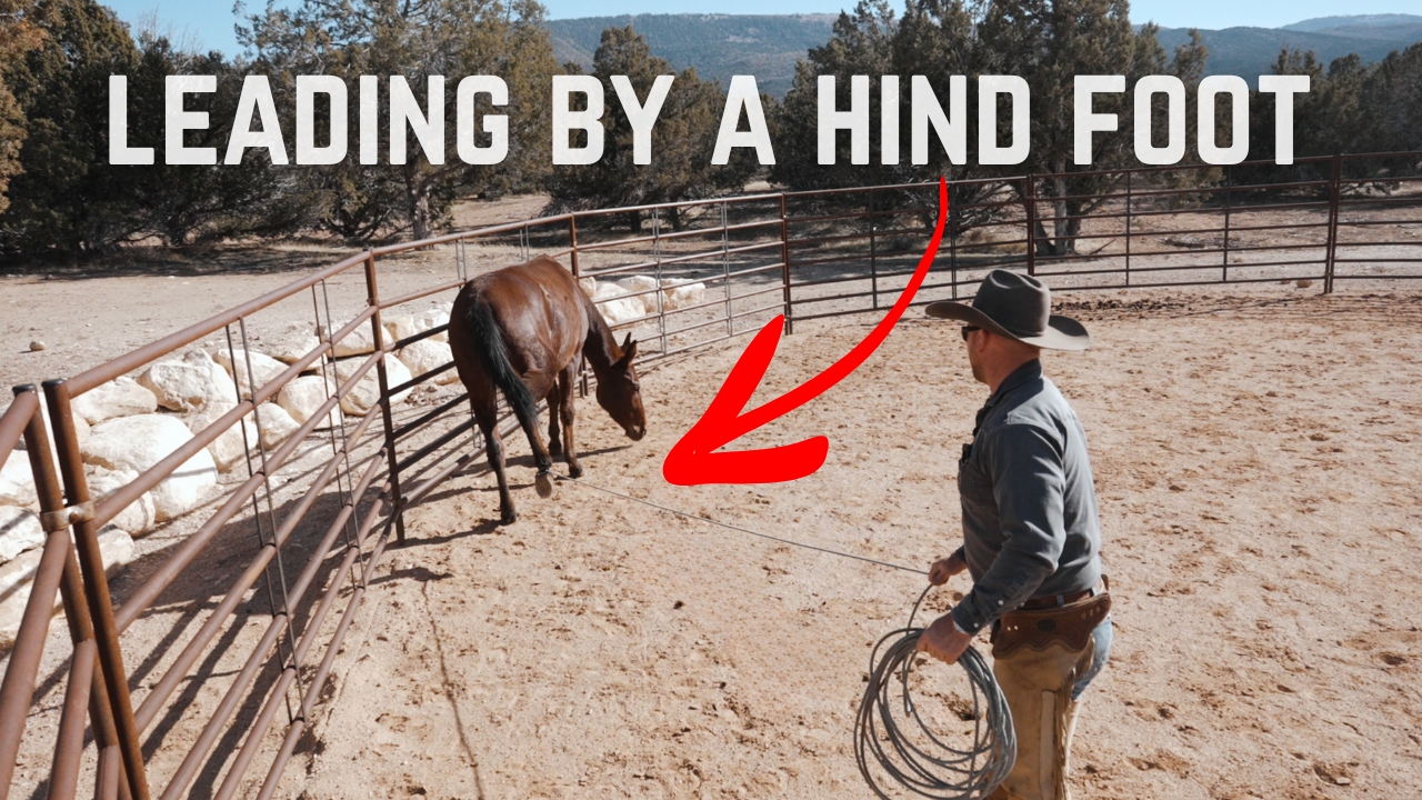 Teaching A Young Mule To Lead By A Hind Foot