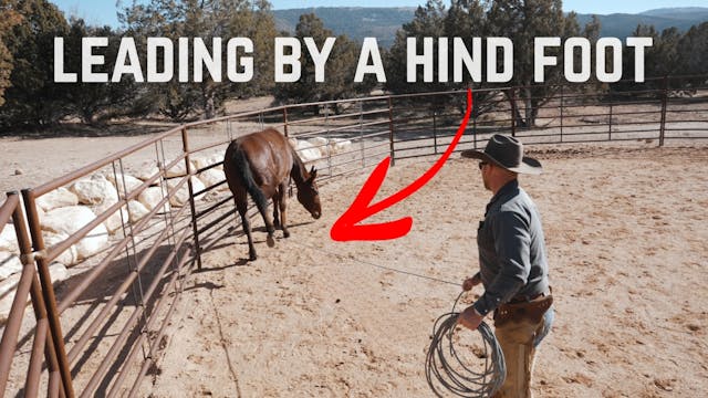 Teaching A Young Mule To Lead By A Hi...