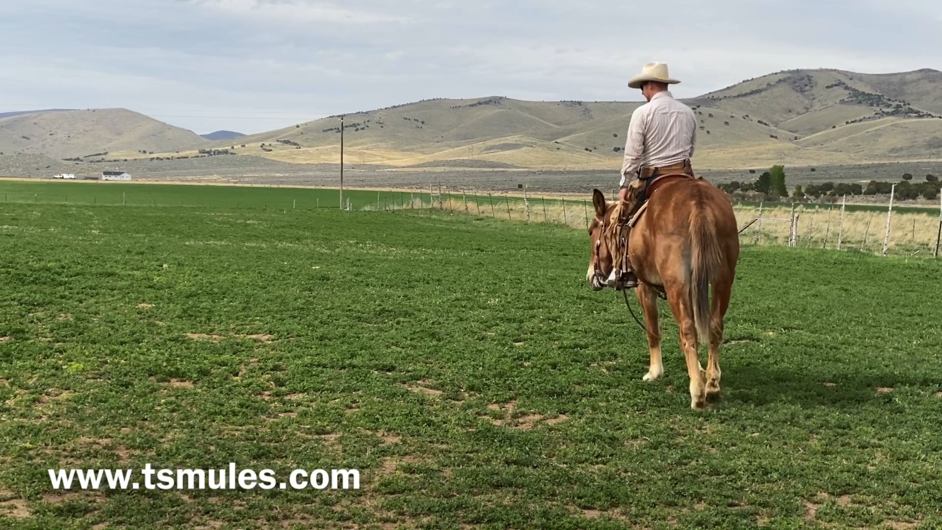Everyday Mulemanship Challenge Week #18 “Riding on course, on a loose rein”