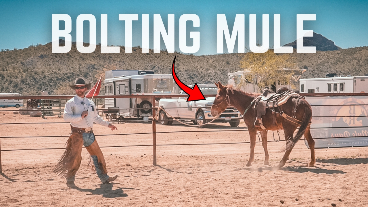 Working With A Bolting Mule