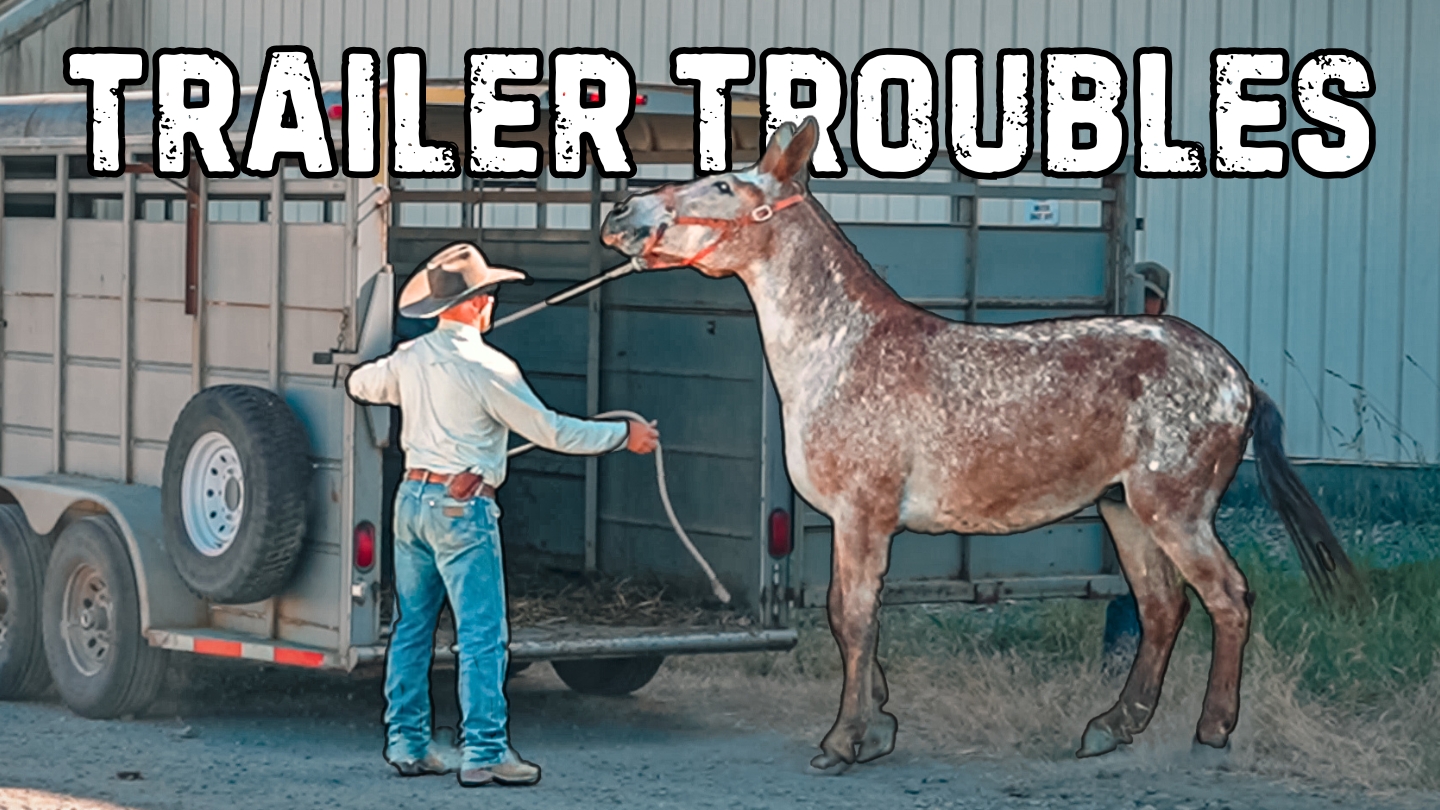 Ty Helps a Mule With Trailer Troubles In Bonners Ferry, Idaho