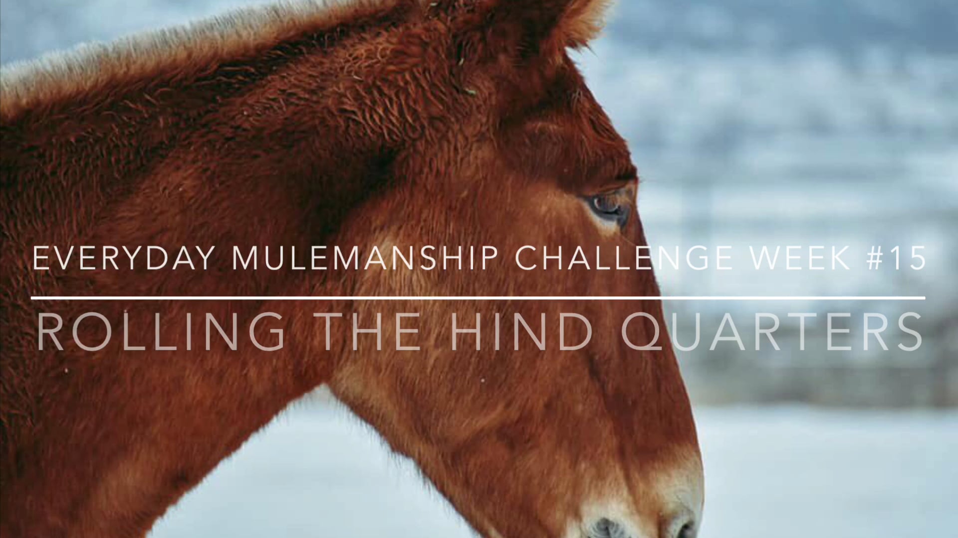 Everyday Mulemanship Challenge Week #15 “Rolling the hind quarters”