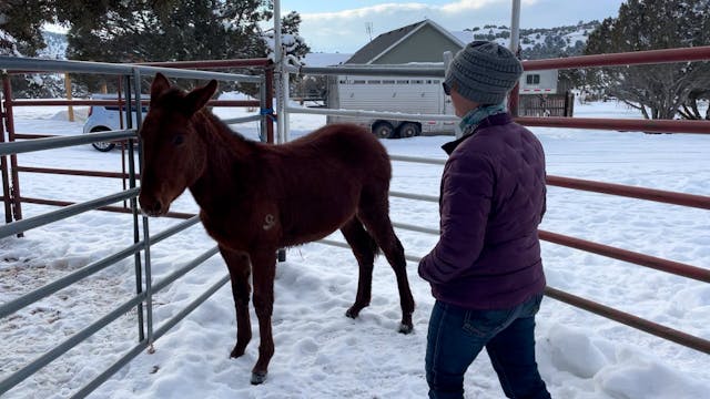 Skye's Turn To Work With The Weanling...