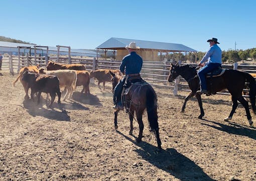 Week 15- Ride 8 Intro to Cattle