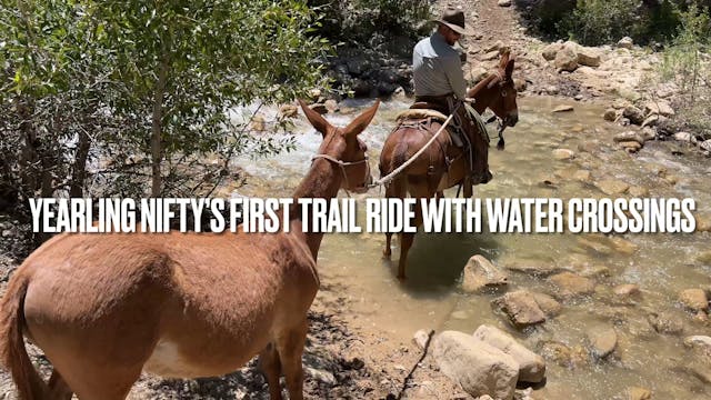 Yearling Nifty's First Trail Ride Wit...