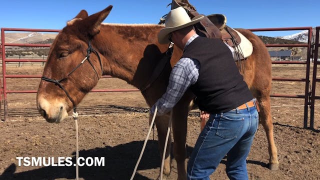 Everyday Mulemanship Challenge Week #...