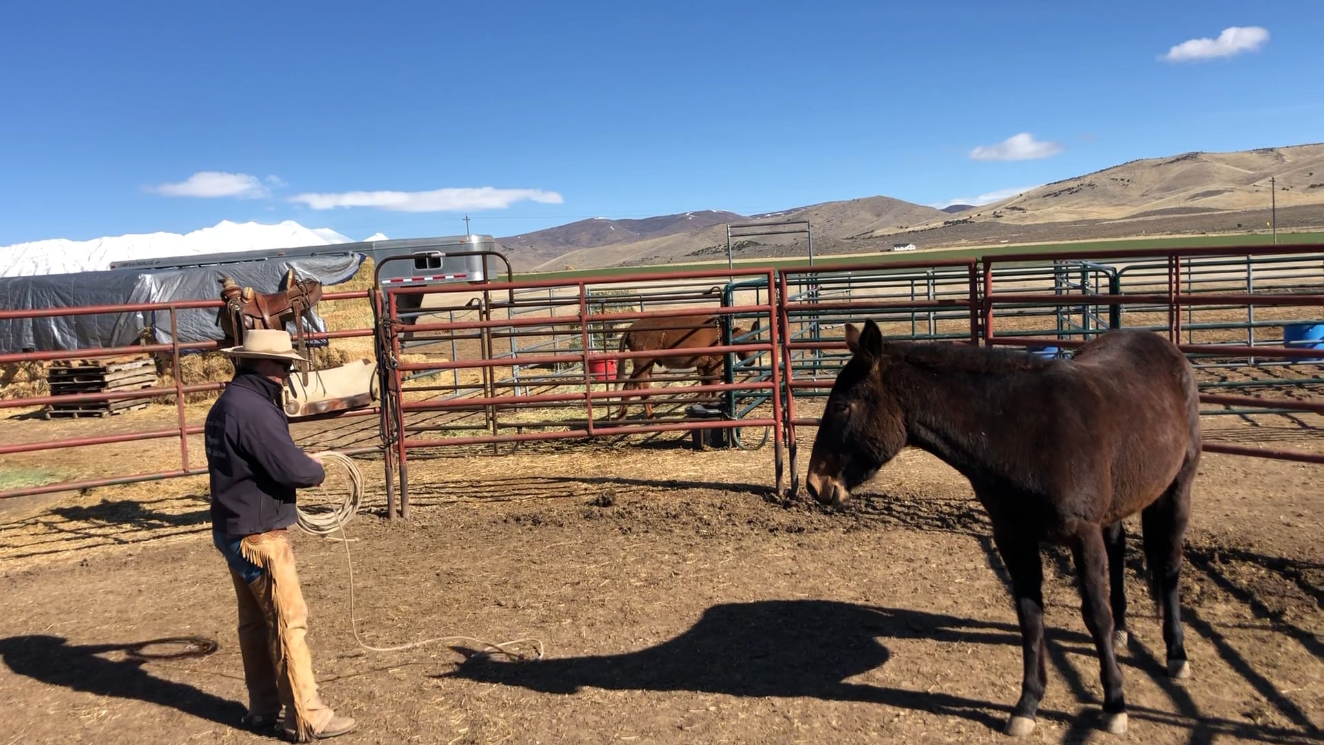 Rope Work With Mule “Lariat”
