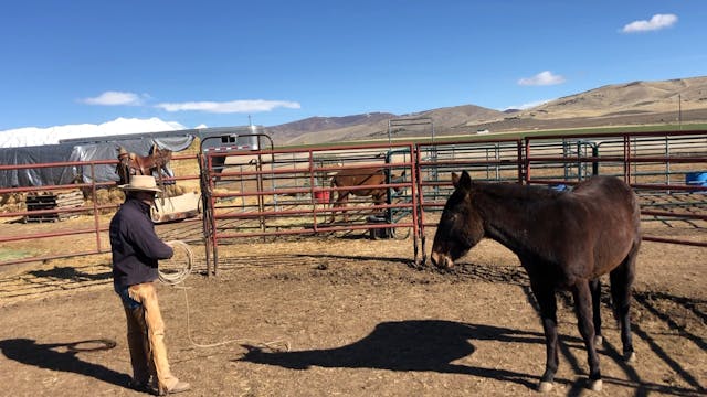 Rope Work With Mule “Lariat”