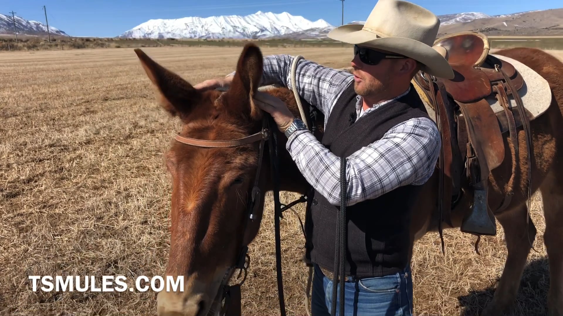 Everyday Mulemanship Challenge Week #12 “Bridling with Quality”
