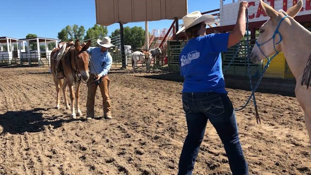 Preparing A Colt For The Snaffle- Gun...