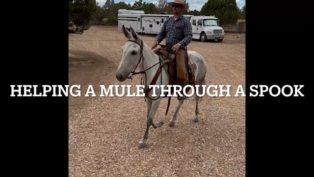 Helping A Mule Through A Spook