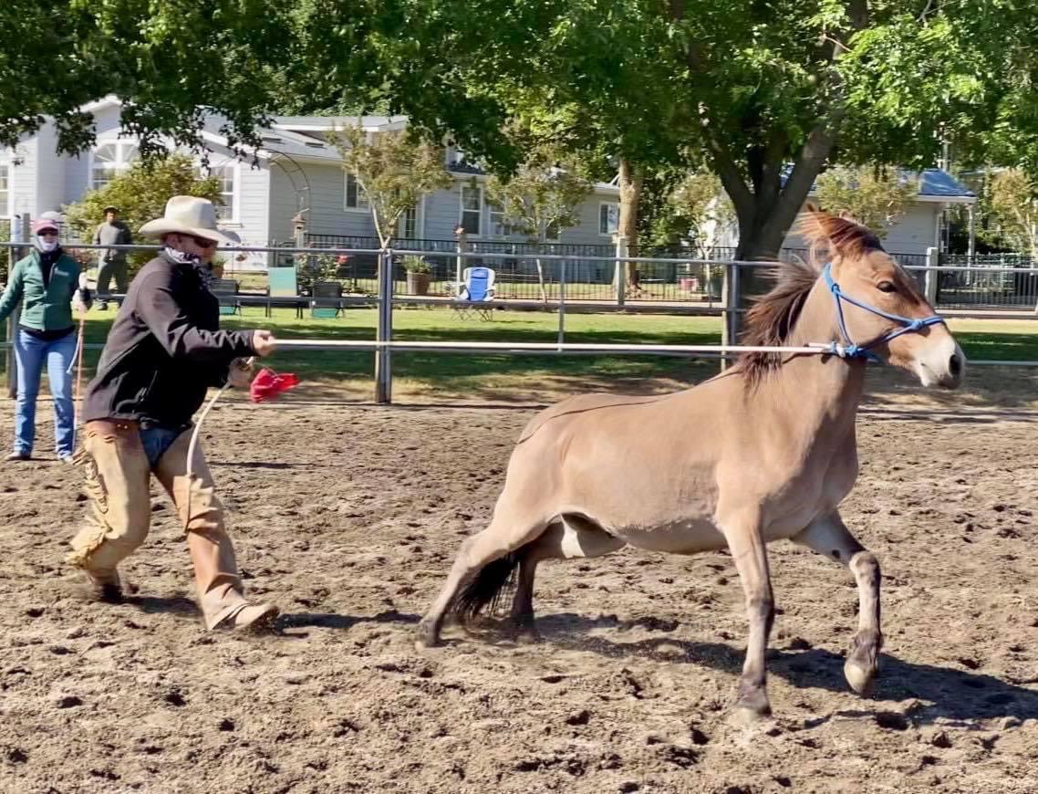 Foundation Mulemanship Clips From Clinics