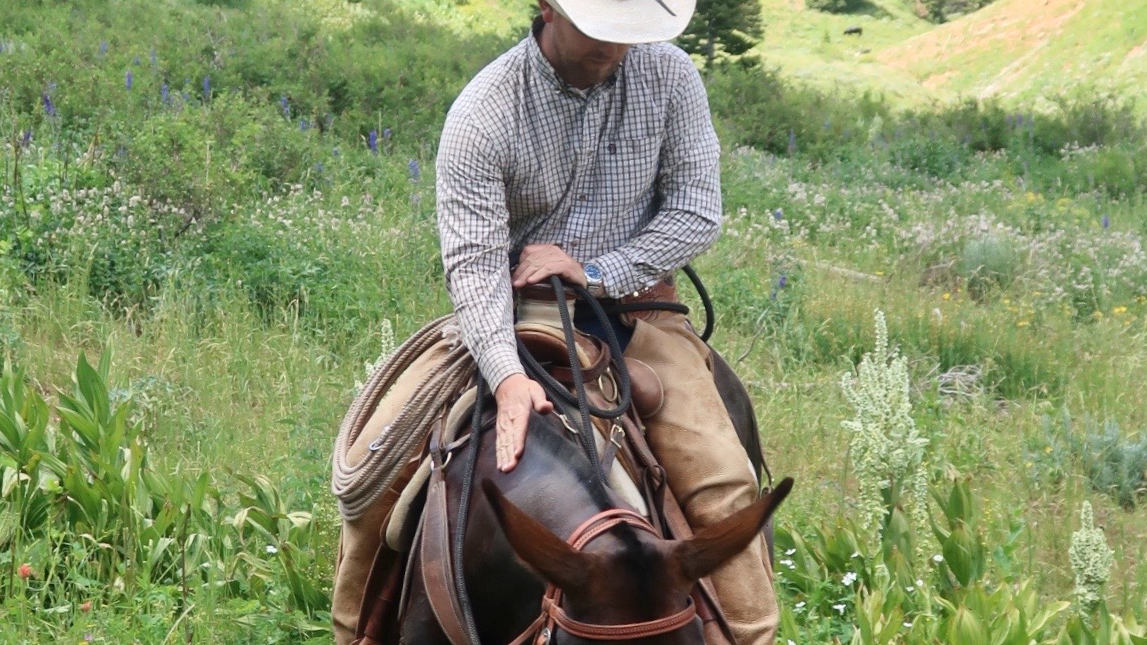 Ty Evans Mulemanship