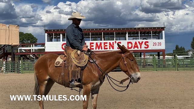 Everyday Mulemanship Challenge Week #...
