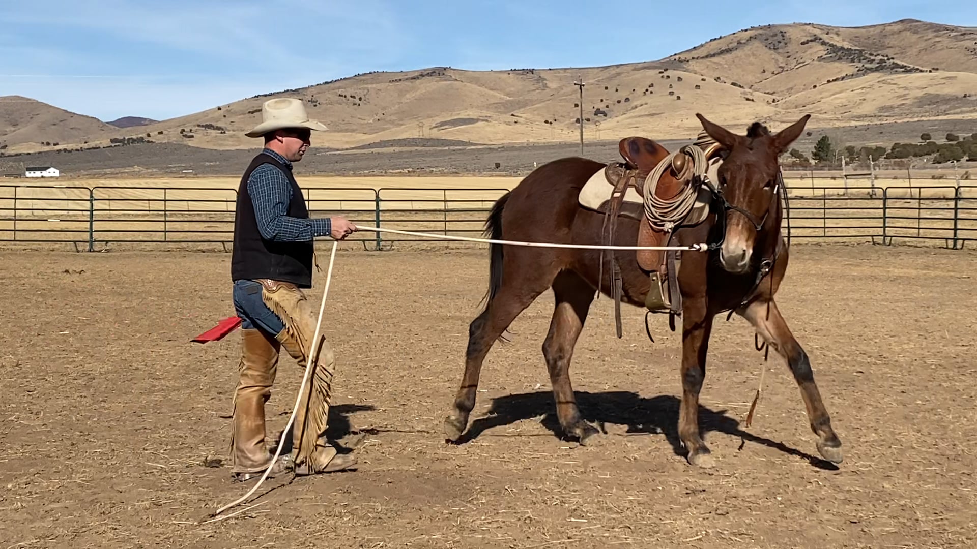 Groundwork with Mule “Salsa” Week #2