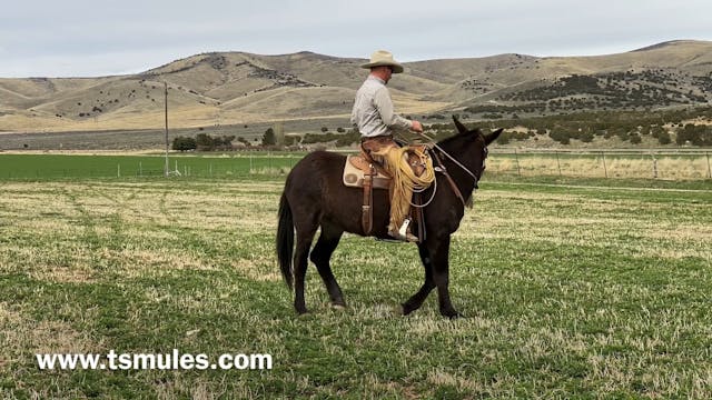 Everyday Mulemanship Challenge Week #...