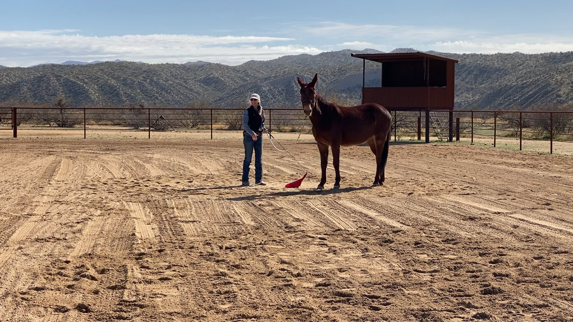 Tips on holding your lead while halter driving 